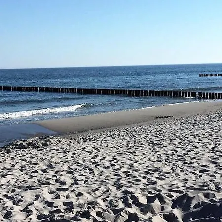 Sonnenblume * Zingst